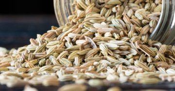 Édeskömény – segítség puffadás és felfúvódás esetén: gyógynövények, teák és otthoni tippek