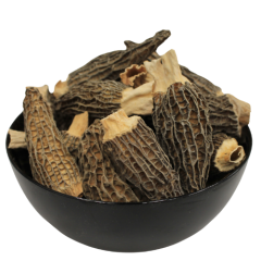 Morchella conica