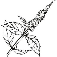 Mátový olej 100% Alteya Organics 10 ml