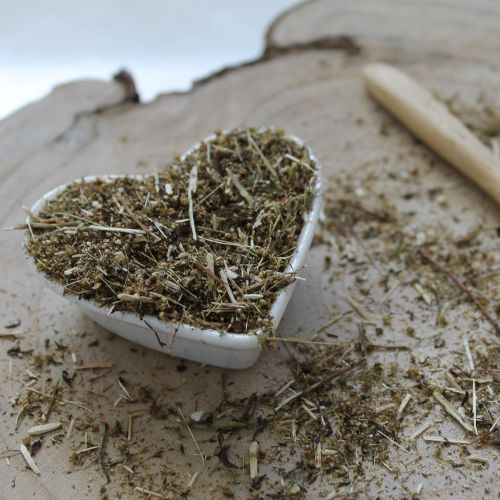 Piołun roczny - Artemisia annua