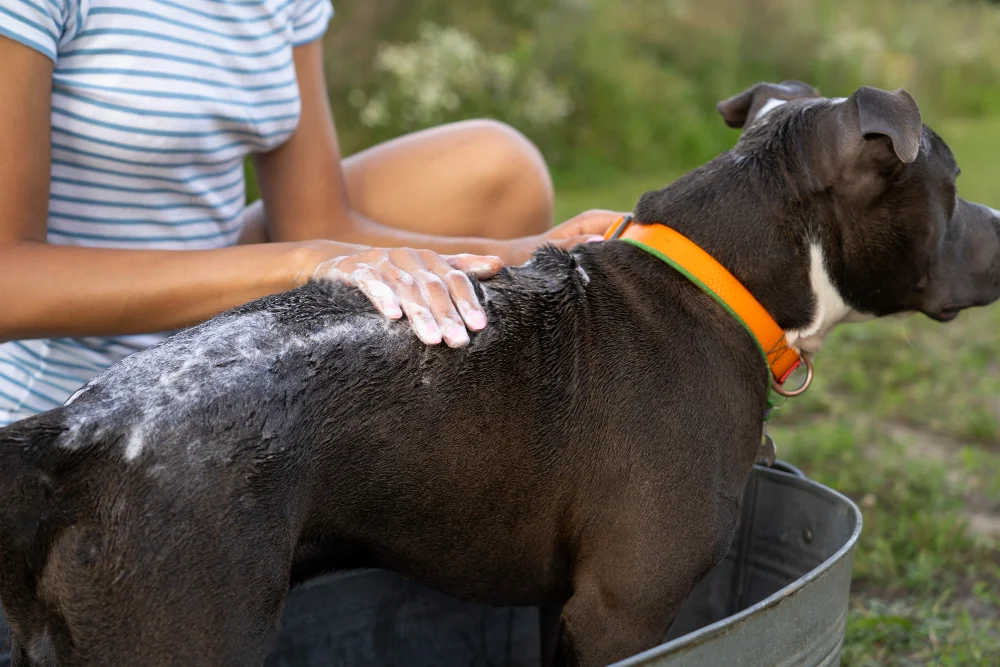 Hypoallergenic and functional dog shampoos: prevention of itching, reactions, and odours