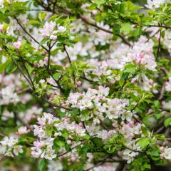 Naturální voda Jabloň planá (lesní) Malus sylvestris fruit water Emerosa 1 l