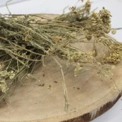 Gemeine Schafgarbe - ganze Blüte - Achillea millefolium - Flos millefolii Emerosa