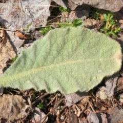 Podział drobnokwiatowy - liść - Verbascum thapsus- Folium verbascii
