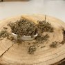 Kocanka włoska - kwiat - Helichrysum italicum - Flos helichrysi Emerosa