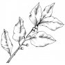 Bobkový vavrínový list 100 % Alteya Organics 5 ml