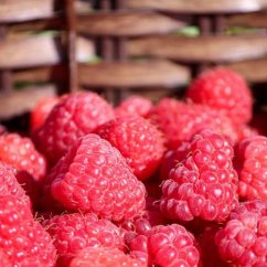 Naturální voda Malina Rubus idaeus