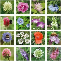 Bomby nasienne - mniejszy zestaw upominkowy Blossombs 7 szt