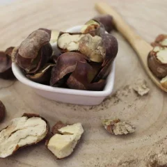Rosskastanie, Gewöhnliche Rosskastanie - ganze Frucht - Aesculus hippocastanum - Fructus hippocastani Emerosa