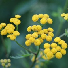 Bio voda ze Slamihy italské Helichrysum italicum Bio voda ze Slamihy italské Helichrysum italicum