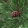 Bio voda z Borovice Pinus