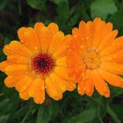 Naturální voda Měsíček lékařský Calendula officinalis Naturální voda Měsíček lékařský Calendula officinalis