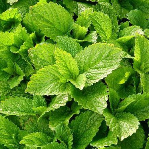 Bio Meduňková voda Melissa officinalis