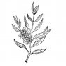Tea Tree (kajeput) olej 100% Alteya Organics 5 ml