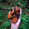 Chaga Hrotlife 60 kapsúl
