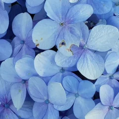 Čistiace tekuté mydlo s kvetinovou vôňou Mystic Biofresh Čistiace tekuté mydlo s kvetinovou vôňou Mystic Biofresh