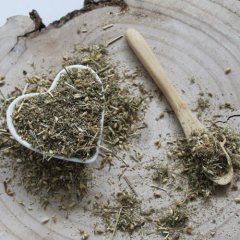 Rebríček obyčajný - Achillea millefolium Rebríček obyčajný - Achillea millefolium