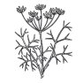 Fenchelöl 100% Alteya Organics 10 ml