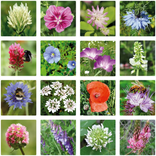 Semienkové bomby - darčeková sada mini Blossombs 4ks