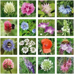 Bomby nasienne - pudełko upominkowe Bukiet Blossombs 9 szt