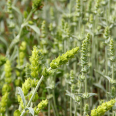 Naturalna woda z góry Ránhoj Sideritis Scardica Emerosa 1 l
