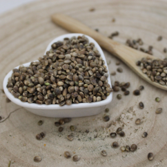 Konopí seté (technické) - semeno - Cannabis sativa - Cannabis semen 