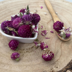 Ďatelina lúčna - kvet celý - Trifolium pratense - Flos trifolii rubri Ďatelina lúčna - kvet celý - Trifolium pratense - Flos trifolii rubri