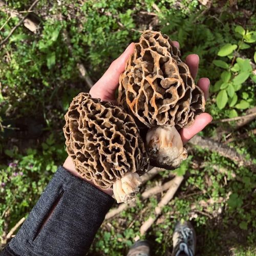 Suszone Smardze Hrotlife 10g