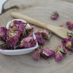Růže Damascena květ - Rosa damascena