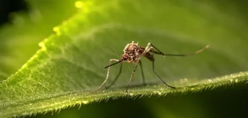 Homemade natural repellents against mosquitoes and other insects