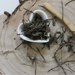 Mięta pieprzowa - Mentha piperita
