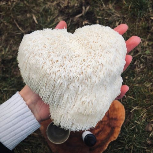 Gumové cukríky s výťažkom z Lion´s mane s malinovou príchuťou Hrotlife 60pcs.