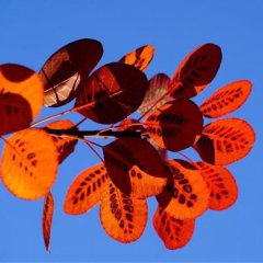 Naturální voda Sumach Cotinus Naturální voda Sumach Cotinus