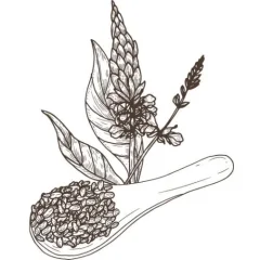 Olej z chia semínek 100% Alteya Organics 50 ml