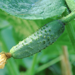 Naturális uborkavíz - Cucumis Sativus Emerosa 1 l