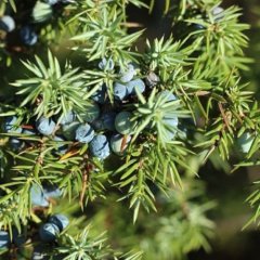 Bio voda z Jalovce Juniperus communis Bio voda z Jalovce Juniperus communis