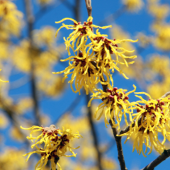 Naturální voda Hamamel - Hamamelis Virginiana Floral Water 1 l