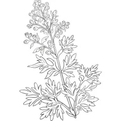 Palinöl 100% Alteya Organics 10 ml