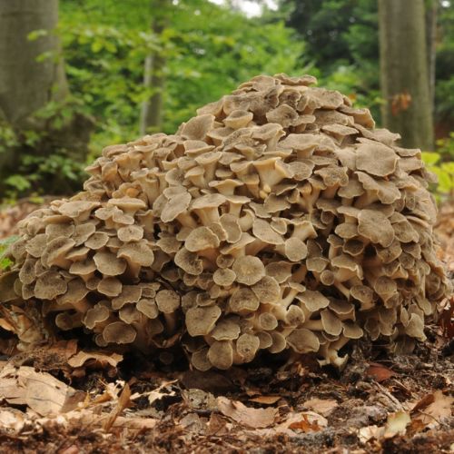Polyporus Hrotlife 90 kapsułek