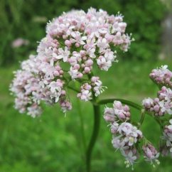 Naturální voda Kozlík lékařský Valeriana officinalis
