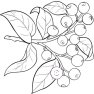 Olej zo santalového dreva 100% Alteya Organics 5 ml