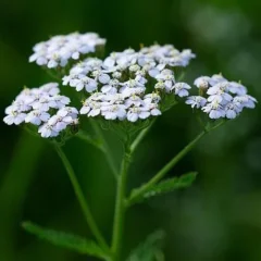 Természetes közönséges cickafarkfű víz Achillea millefolium Emerosa 1 l