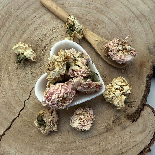 Ruža biela Alba - kvet celý - Rosa alba - Flos rosae albae