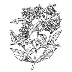 Klinčekový olej 100% Alteya Organics 5 ml
