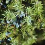 Bio voda z Borievky Juniperus communis