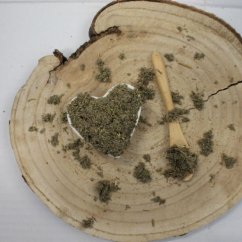 Cięcie pontyjskiego piołunu - Artemisia pontica Cięcie pontyjskiego piołunu - Artemisia pontica
