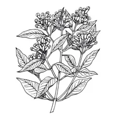 Klinčekový olej 100% Alteya Organics 10 ml