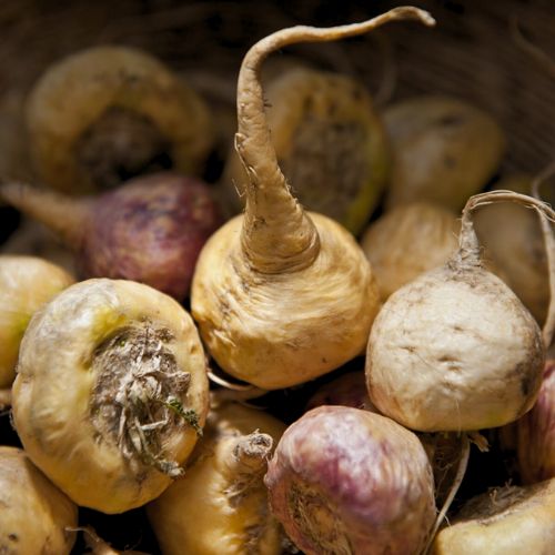 Maca peruánska Hrotlife 90 kapsúl