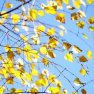Naturálna voda Breza biela Betula Alba