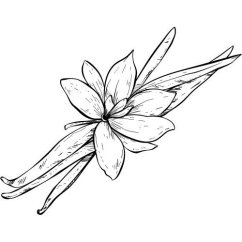 Vaníliaolaj 100% Alteya Organics 5 ml